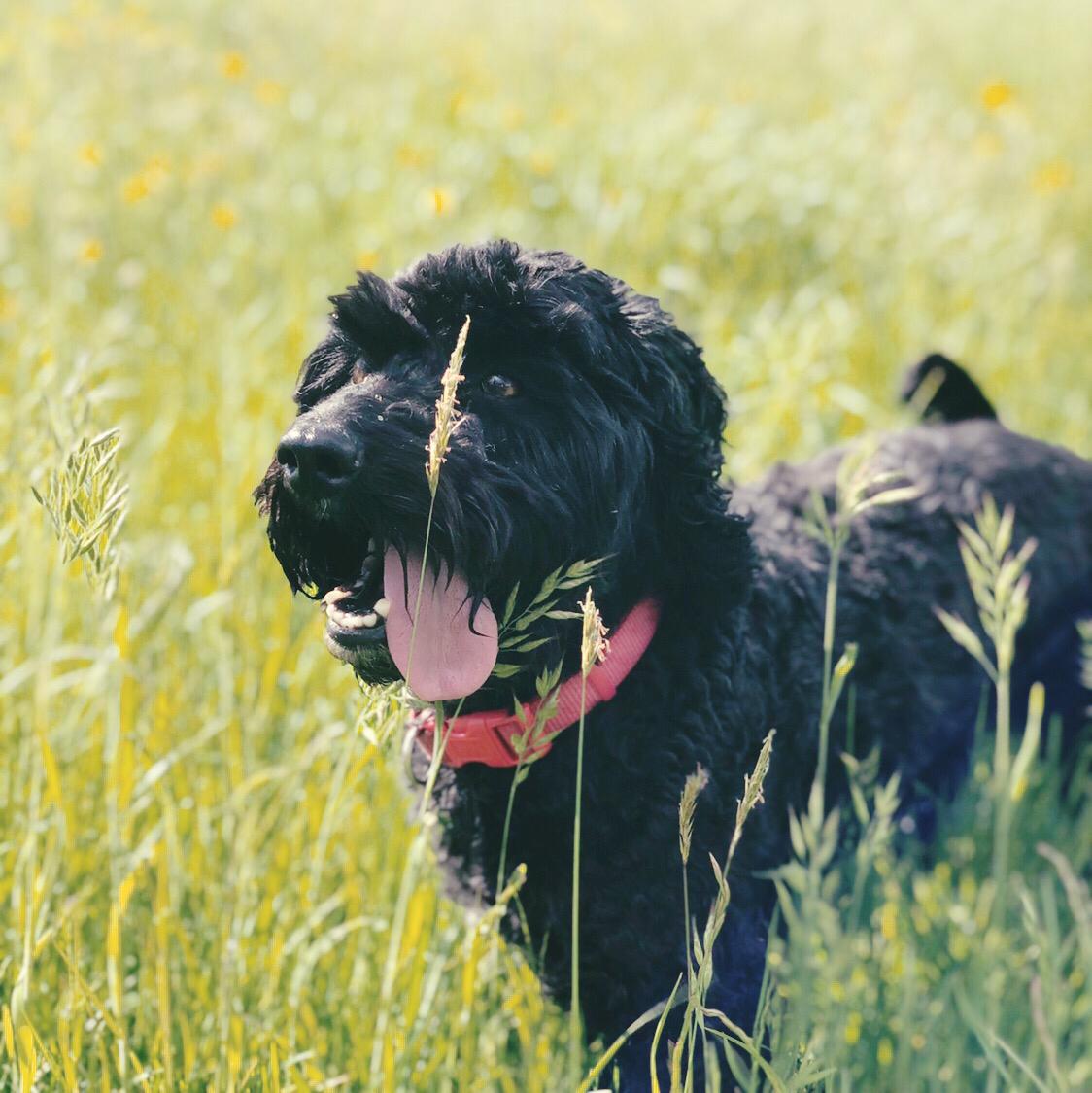 Intermediate Canine Behaviour and Training Bridgwater & Taunton College
